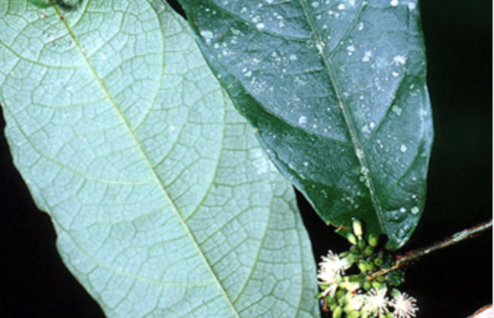 Figura 11. <i>Acidoton nicaraguensi<i>, (Euphorbiacae), hospedera de <i>Biblis</i> aganisaDHJ01 ,(Nymphalidae).