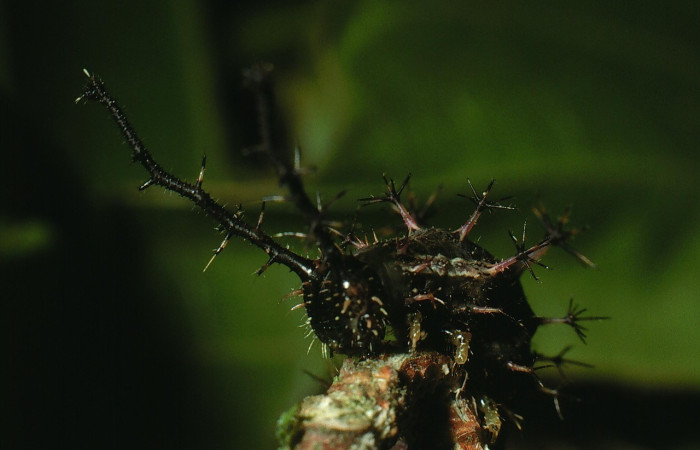 Figura 4. Cabeza <i>Biblis</i> aganisaDHJ01, (Nymphalidae), en la planta <i>
Acidoton nicaraguensi</i> (Euphorbiaceae). Sector Del Oro, Sendero Puertas,
(elevación 400 metros). Colectada 2 agosto 2003. (03-SRNP-18474-DHJ77074.jpg).