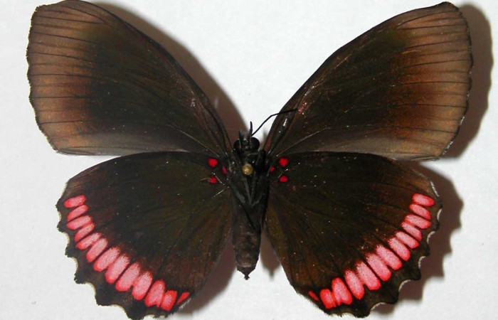 Figura 6. Adulto <i>Biblis</i> aganisaDHJ01
(Hesperiidae), posición vista ventral. (02-SRNP-27761-DHJ34753).