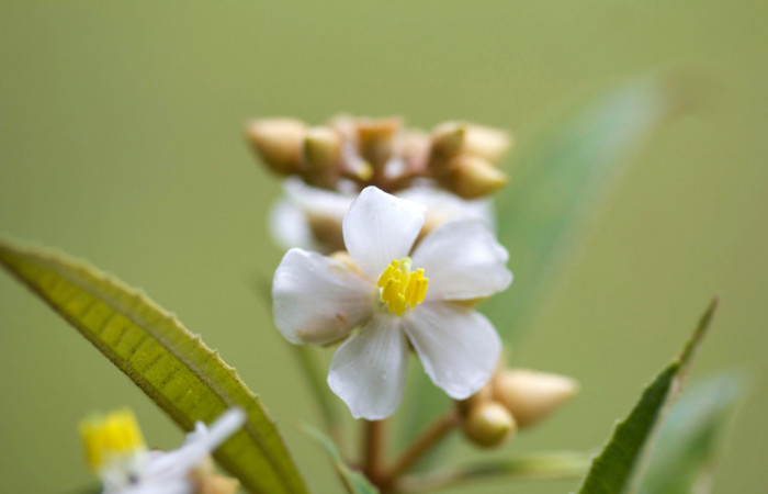 Anteras  <i>Conostegia xalapensis</i>. Estacion Pitilla Marzo 2019.jpg