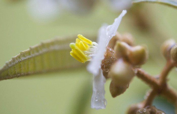 Anteras lateral <i>Conostegia xalapensis</i>. Estacion Pitilla Marzo 2019.jpg