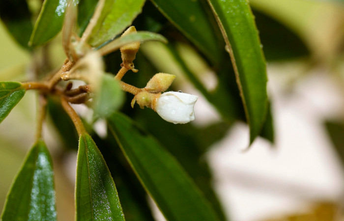 Botón abriendo <i>Conostegia xalapensis</i>  Estacion Pitilla Marzo 2019.jpg