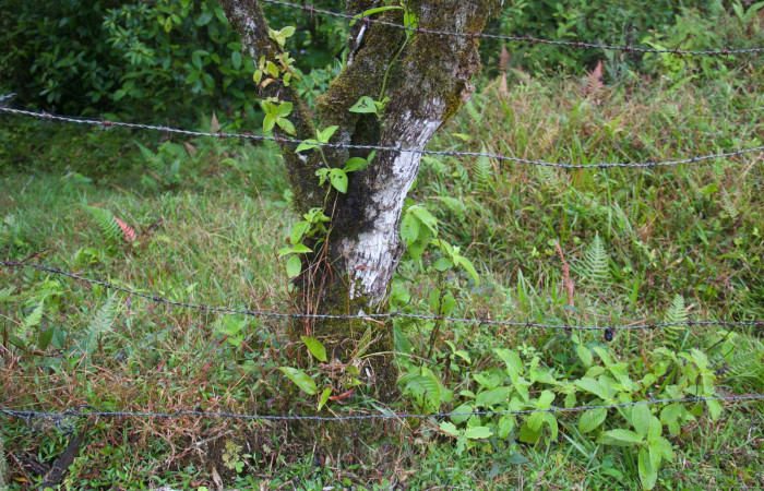 Corteza  <i>Conostegia xalapensis</i>. Estacion Pitilla Marzo 2019.jpg