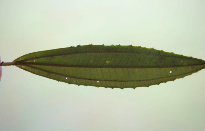 Hoja envés  <i>Conostegia xalapensis</i>  Estacion Pitilla Marzo 2019.jpg