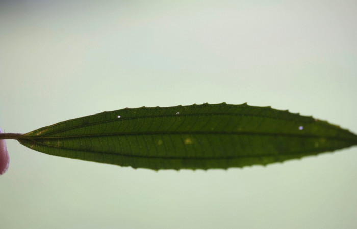 Hoja Haz  <i>Conostegia xalapensis</i>  Estacion Pitilla Marzo 2019.jpg