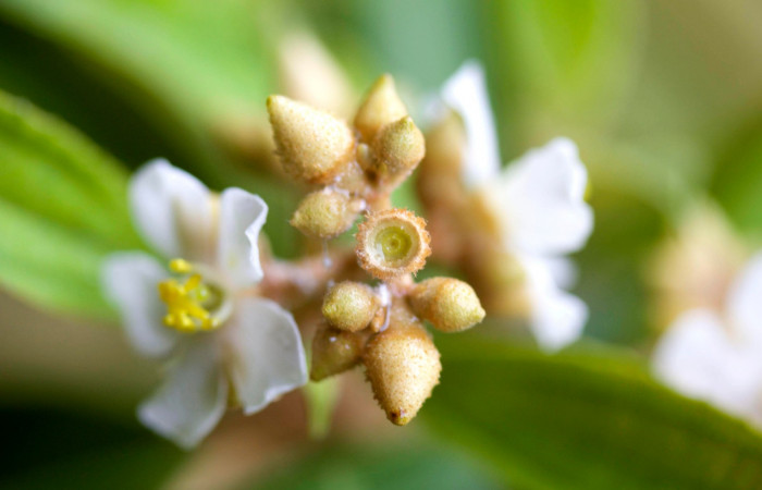 Ovario <i>Conostegia xalapensis</i>  Estacion Pitilla Marzo 2019.jpg