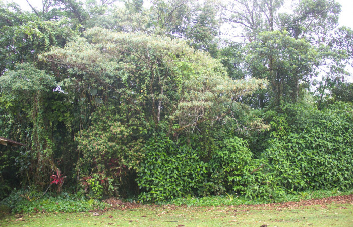 Planta entera <i>Conostegia xalapensis</i>  Estacion Pitilla Marzo 2019.jpg