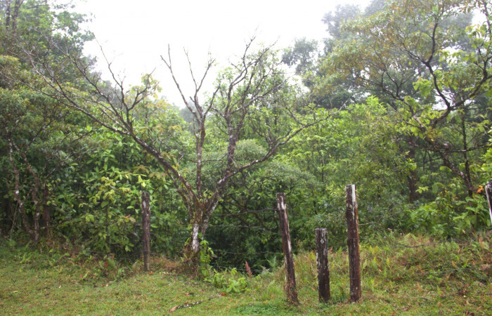 Planta muerta <i>Conostegia xalapensis</i>  Estacion Pitilla Marzo 2019.jpg