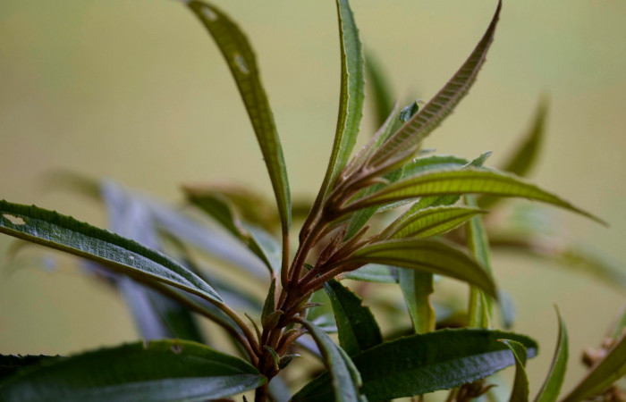 Presentación brotes <i>Conostegia xalapensis</i>  Estacion Pitilla Marzo 2019.jpg