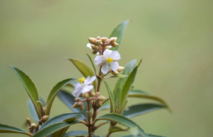 Presentacion racimos  <i>Conostegia xalapensis</i> Estacion Pitilla Marzo 2019.jpg