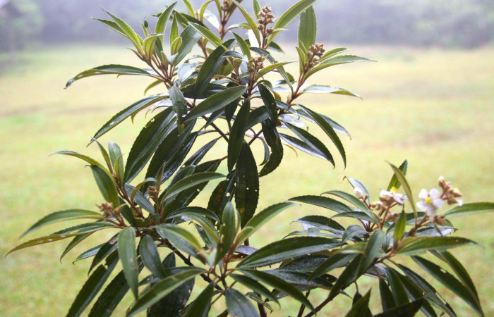 Rama entera <i>Conostegia xalapensis</i>  Estacion Pitilla Marzo 2019.jpg