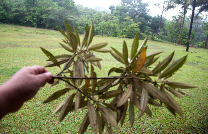 Rama vista por enves. <i>Conostegia xalapensis</i>  
Estacion Pitilla Marzo 2019.jpg