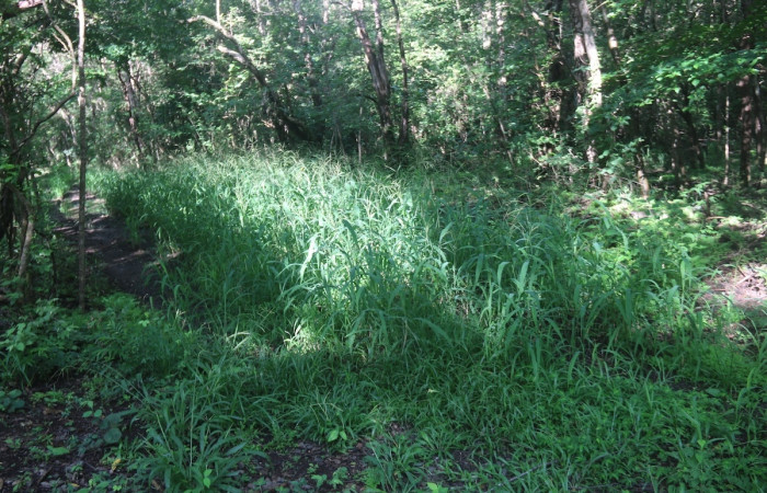 (Figura.2) <i>Olyra latifolia</i> Planta de hasta 1.5 metros de alto, creciendo en tierras temporalmente inundadas. Foto, Adrián Guadamuz, 02 Setiembre 2024.