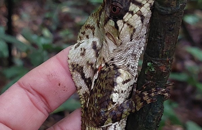 Figura 4.<i>Corytophanes cristatus</i> (Corytophanidae). Foto: Carolina Cano, San Cristóbal. Julio 2024.