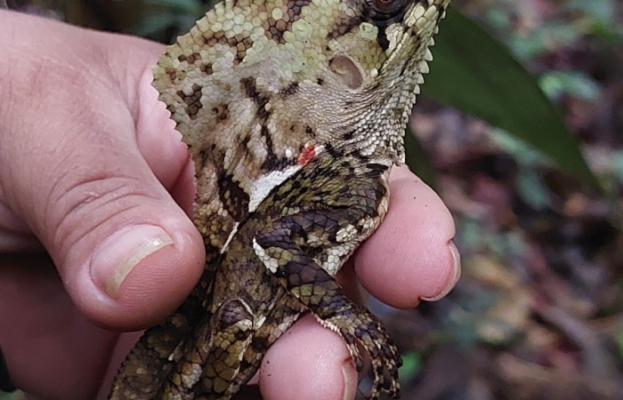 Figura 5.<i>Corytophanes cristatus</i> (Corytophanidae). Foto: Carolina Cano, San Cristóbal. Julio 2024.