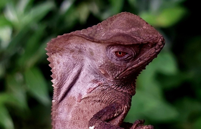 Figura 2. Bebe de <i>Corytophanes cristatus</i> (Corytophanidae) muy pequeño. Foto: Carolina Cano. San Gerardo. Marzo 2025.