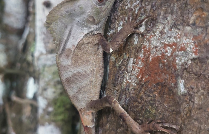 Figura 3. Bebe de <i>Corytophanes cristatus</i> (Corytophanidae). Foto: Carolina Cano, San Cristóbal. San Cristóbal. Octubre 2025.