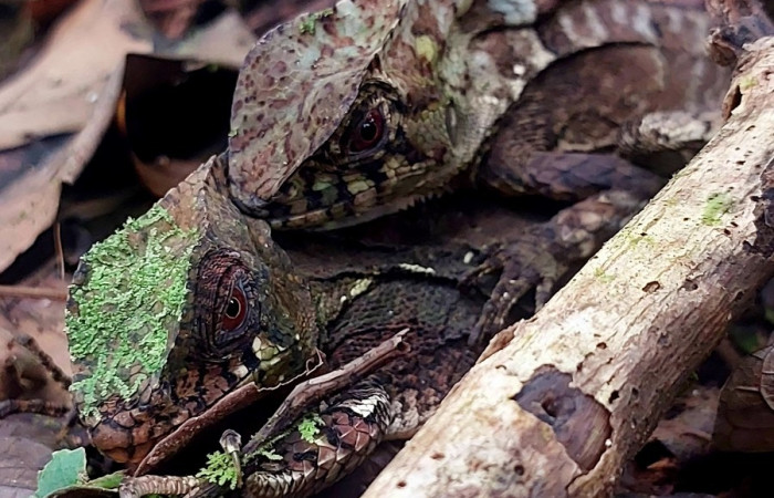 Figura 10. Pareja de <i>Corytophanes cristatus</i> (Corytophanidae) Foto: Carolina Cano, Estación San Gerardo, Sendero Perdido. 23 febrero 2026.