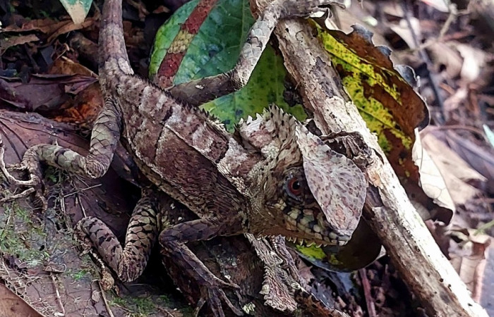 Figura 11. Macho asustado <i>Corytophanes cristatus</i> (Corytophanidae) Foto: Carolina Cano, Estación San Gerardo, Sendero Perdido. 23 febrero 2026.