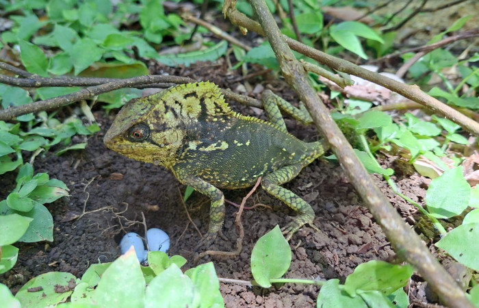 Figura 6. Hembra de <i>Corytophanes cristatus</i> (Corytophanidae) Foto: Freddy Quesada. Estación Cacao. Julio 2025.