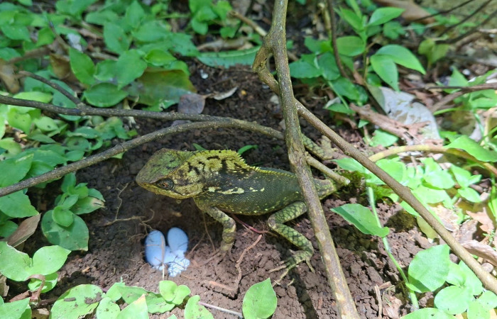 Figura 8. Hembra de <i>Corytophanes cristatus</i> (Corytophanidae) Foto: Freddy Quesada, Estación Cacao. Julio 2025.