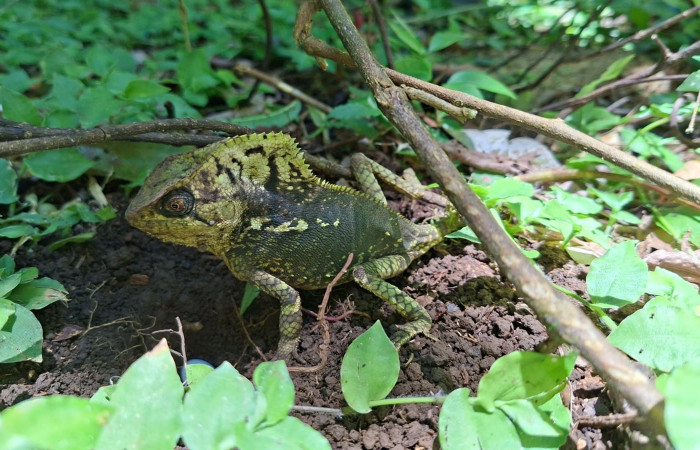 Figura 9. Hembra de <i>Corytophanes cristatus</i> (Corytophanidae). Foto: Freddy Quesada, Estación Cacao. Julio 2025.