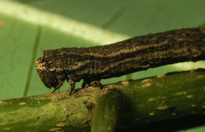 Fig. 16. Larva <i>Ischnopteris</i> bryiferaDHJ02. (Goemetridae), vista lateral cabeza, predomina una coloración grisacea. Voucher: 01-SRNP-5456-DHJ63423.jpg