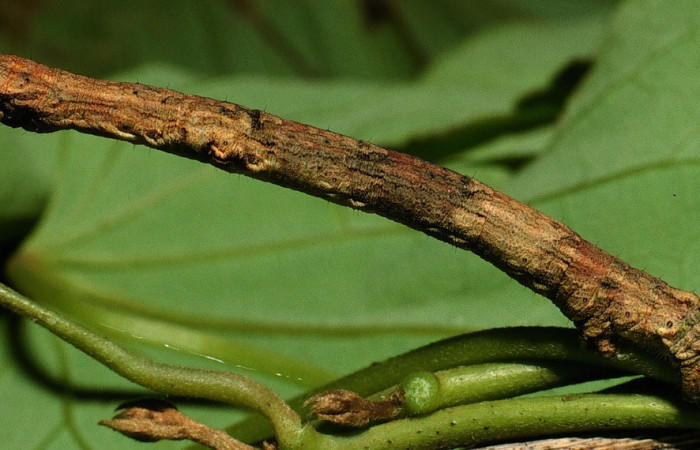 Fig. 21. Larva <i>Ischnopteris Chaves</i>i, Lep BIM: BOLD:AAA0658 (Goemetridae), comiendo <i>Cissampelos Pereira</i> (Minispermaceae). Voucher: 03-SRNP-4239-DHJ73173.
