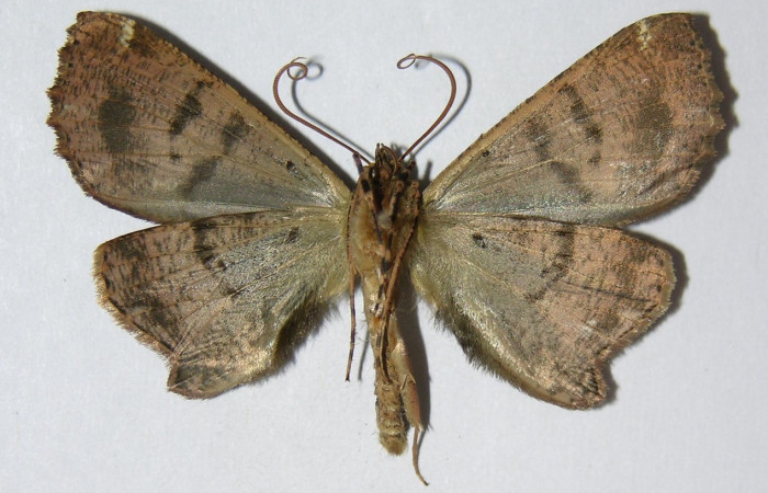 Fig. 35. Macho de <i>Ischnopteris</i> bryiferaDHJ02 (Goemetridae), vista ventral muy similar al de las hembras. Voucher: 04-SRNP-32895-DHJ326495.jpeg