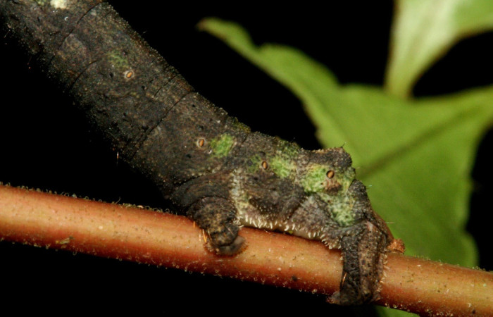 Fig. 20. Larva <i>Ischnopteris</i> bryiferaDHJ02. (Goemetridae), patas posteriores falsas, color grisaceo con pequeñas manchas de color verdes. Voucher: 10-SRNP-334-DHJ467188.jpg