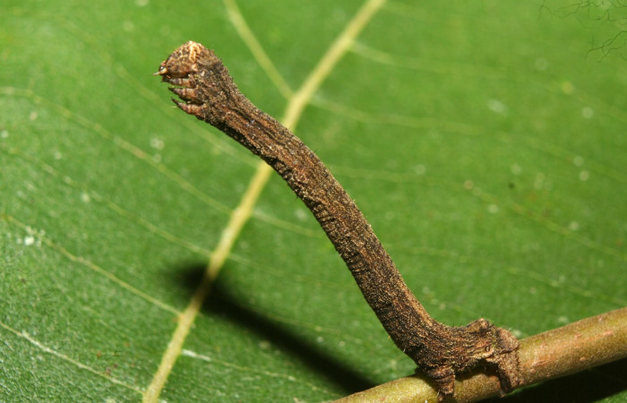 Fig. 11. Larva de <i>Ischnopteris</i> bryiferaDHJ02 (Annonaceae), comiendo <i>Unonopsis stevensii</i> (Polygalacea). Voucher: 12-SRNP-72419-DHJ702009.jpg