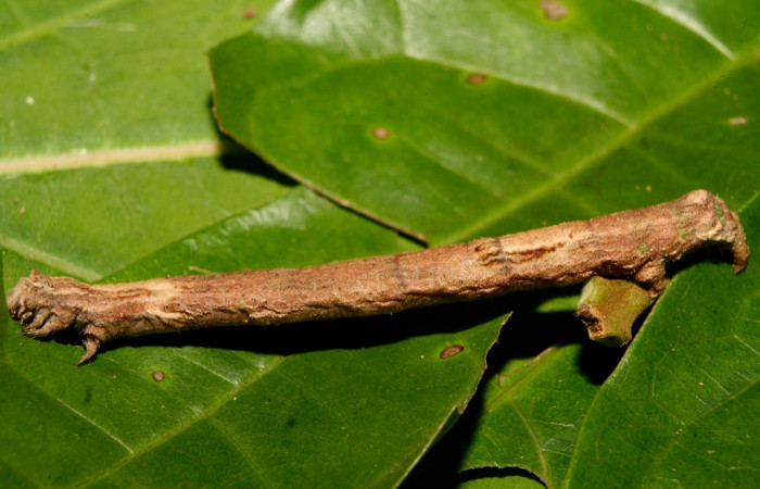 Fig. 14. Larva I<i>schnopteris</i> bryiferaDHJ02 (Goemetridae), comiendo Vismia billbergiana (Hypericaceae).Voucher: Voucher: 14-SRNP-70204-DHJ703946.jpg