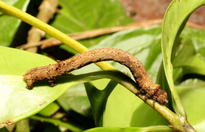 Fig. 27. Larva de <i>Ischnopteris</i> Janzen02, (Goemetridae), comiendo <i>Zinowiewia integerrima</i> (Celastraceae). Voucher: 17-SRNP-35294-DHJ734160.jpg