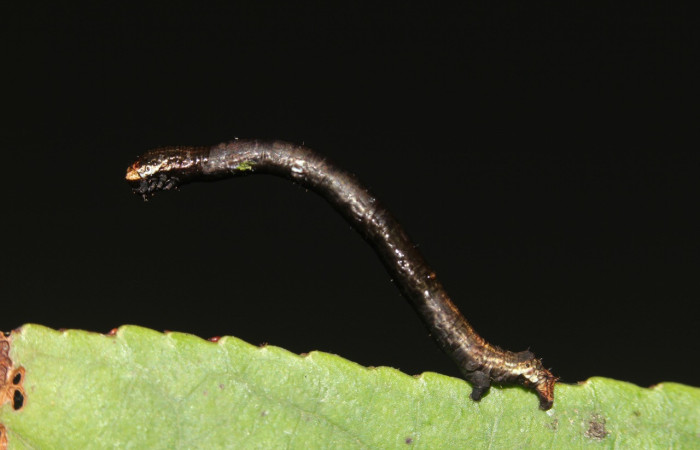 Fig. 3. Larva de <i>Ischnopteris</i> bryiferaDHJ02 (Goemetridae), comiendo</i> <i>Cestrum racemosum (Solanaceae). Voucher: 18-SRNP-41849-DHJ726000.jpg