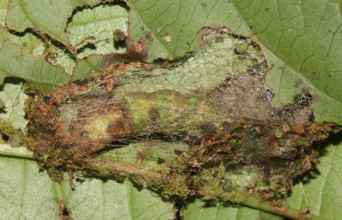 Fig. 29. Capullo de prepupa <i>Ischnopteris bryiferaDHJ02 (Geometridae), esta permanece oculta hasta eclosionar el adulto. Voucher:17-SRNP-40599-DHJ725098.jpg