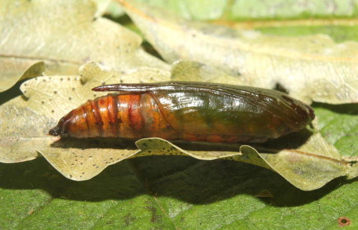 Fig. 32. Pupa de <i>Ischnopteris</i> bryiferaDHJ02 (Geometridae), por su coloración es una pupa que recien se formo. Voucher:17-SRNP-70942-DHJ737464.jpg