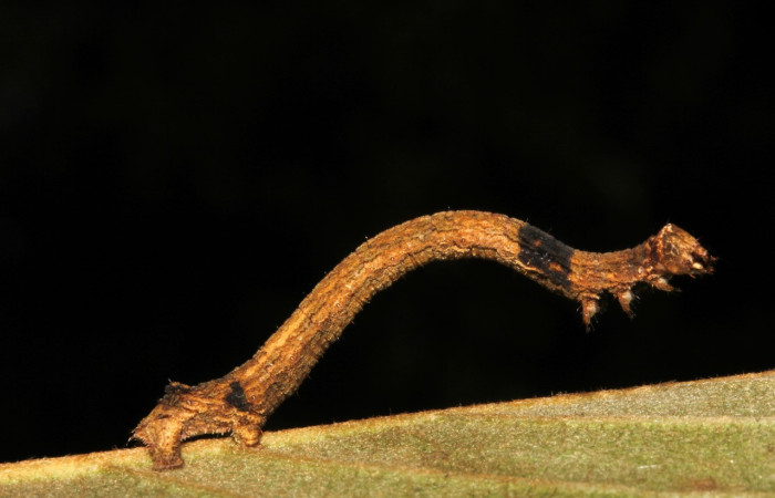 Fig. 4. Larva de <i>Ischnopteris</i> bryiferaDHJ02 (Goemetridae), comiendo <i>Byrsonima crassifolia</i> (Malpighiaceae). Voucher: 18-SRNP-27566-DHJ731960.jpg