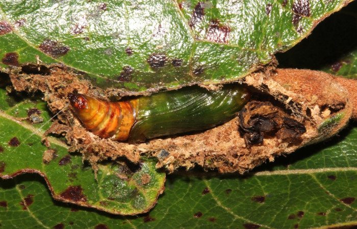 Fig. 31. Pupa <i>Ischnopteris</i> bryiferaDHJ02 (Geometridae), protegida por el capullo de parasitos. Voucher:18-SRNP-27566-DHJ761019.jpeg