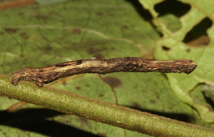 Fig. 23. Larva de <i>Ischnopteris</i> chrysesDHJ03, Lep BIM: BOLD:AAC3363. (Goemetridae), comiendo <i>Lycianthes multiflora</i> (Solanaceae). Voucher: 18-SRNP-31208-DHJ745739.jpg