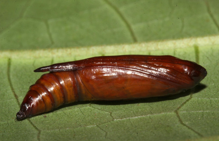 Fig. 33. Pupa de <i>Ischnopteris</i> bryiferaDHJ02 (Geometridae), posee un color café muy característico de tener dias de su formación. Voucher:18-SRNP-31693-DHJ747700.jpg