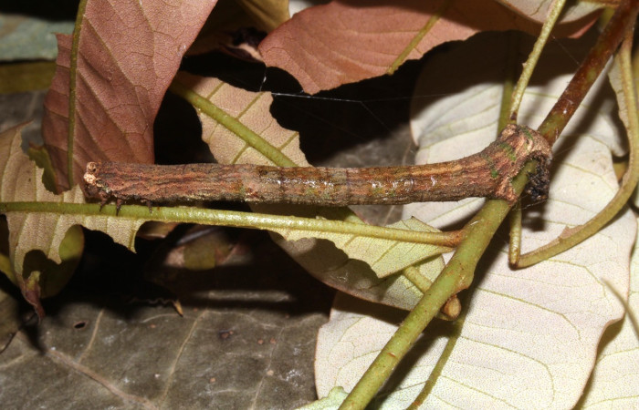 Fig. 6. Larva de <i>Ischnopteris</i> bryiferaDHJ02 (Goemetridae), comiendo brotes de <i>Alfaroa manningii</i> (Juglandaceae). Voucher: 18-SRNP-32010-DHJ748213.jpg