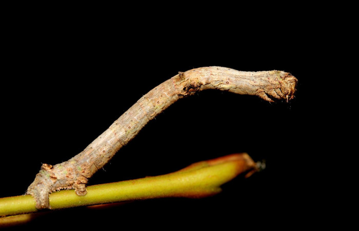 Fig. 24. Larva de <i>Ischnopteris</i> bifinita5907, Lep BIM: BOLD:ABX5907.(Goemetridae), comiendo <i>Nephelium lappaceum</i> (introduced) (Sapindaceae). Voucher: 19-SRNP-27583-DHJ761576.jpg