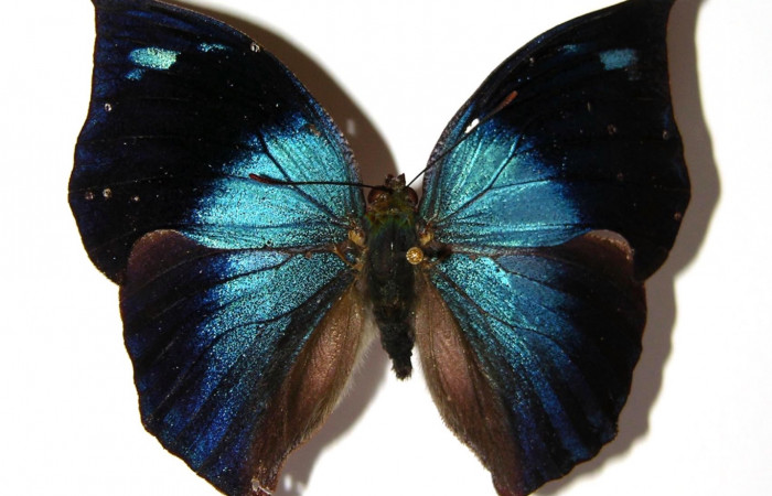 Fig. 9. Adulto hembra de <i>Memphis lyceus</i> (Nymphalidae), vista dorsal. Voucher:00-SRNP-9757-DHJ97664.jpg