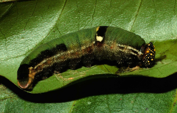 Fig. 4. Larva de <i>Memphis niedhoeferi</i> (Nymphalidae), vista lateral. ( Voucher: 01-SRNP-9384-DHJ58596.jpg.