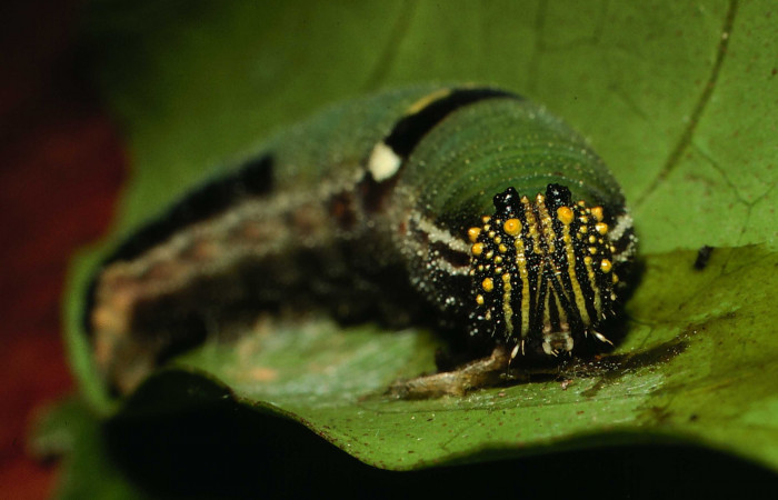 Fig.2.Larva de <i>Memphis niedhoeferi</i> vista de la cabeza. Voucher: 01-SRNP-9384- DHJ58599.jpg
