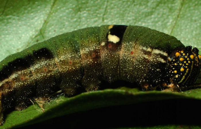 Fig. 1. Larva de <i>Memphis niedhoeferi</i> vista lateral. Voucher: 01-SRNP-9384-DHJ58600.jpg