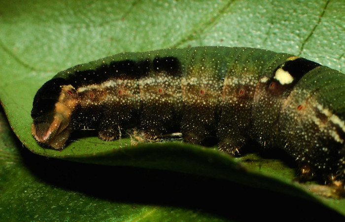 Fig. 5. Larva en último estadío de <i>Memphis niedhoefer</i>i (Nymphalidae), vista cola. Voucher: 01-SRNP-9384-DHJ58601.jpg.