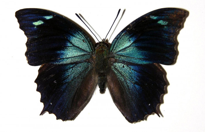 Fig. 12. Adulto macho de <i>Memphis niedhoeferi</i> (Nymphalidae), vista dorsal. Voucher: 03-SRNP-19400-DHJ97726.jpg