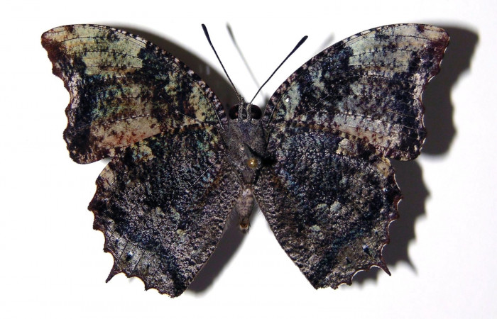 Fig. 13. Adulto macho de <i>Memphis niedhoeferi</i> (Nymphalidae), vista ventral. Voucher: 03-SRNP-19400-DHJ97727.jpg