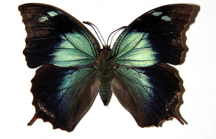Fig. 10. Adulto hembra de <i>Memphis niedhoeferi</i> (Nymphalidae), vista dorsal. Voucher: 03-SRNP-19415- DHJ7728.jpg